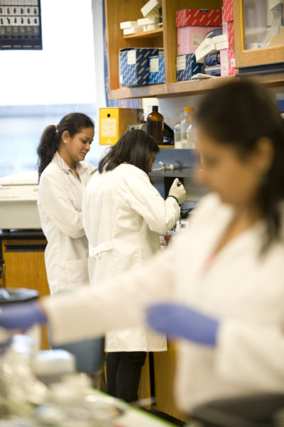 Working in the lab photo